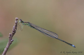 Enallagma sulcatum, young male